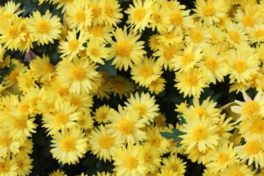 güzel kasımpatı çiçekleri