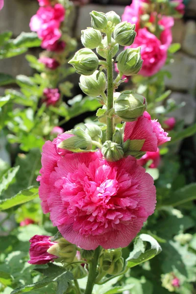 Hermosas flores de malva — Foto de Stock