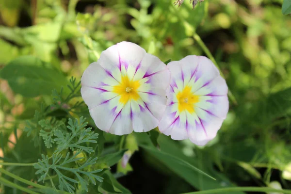 Belas flores convolvulus — Fotografia de Stock