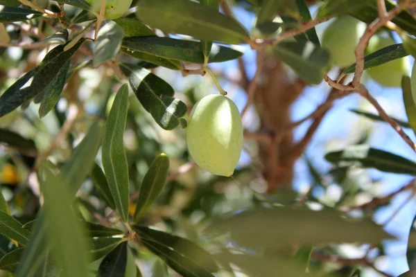 Aceitunas verdes en el árbol — Foto de Stock