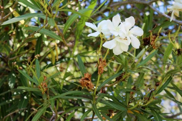 Hermosas flores de adelfa —  Fotos de Stock