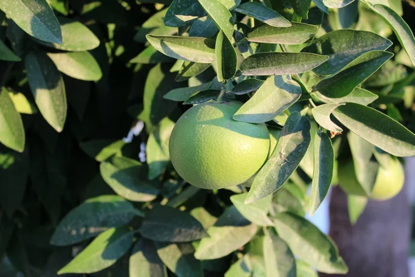 Frutas naranjas verdes en el árbol — Foto de Stock