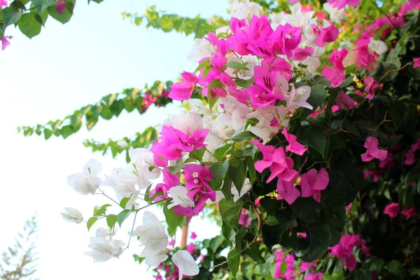 Pięknych kwiatów bugenwilli — Zdjęcie stockowe