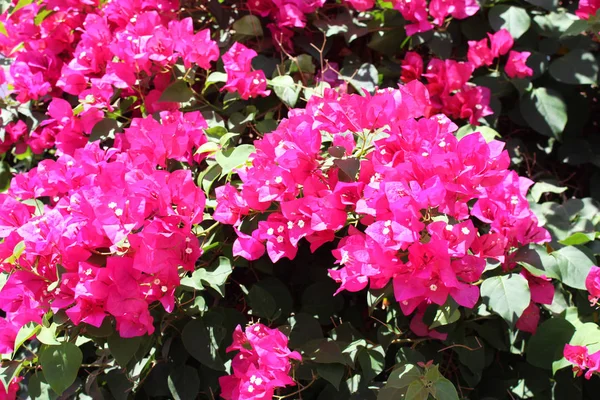 Beautiful bougainvillea flowers — Stock Photo, Image