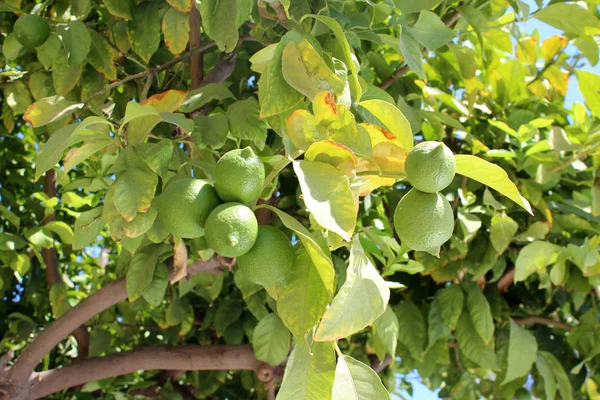 Green orange fruits on tree — Stock Photo, Image