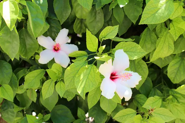 Vacker hibiscus blommor — Stockfoto