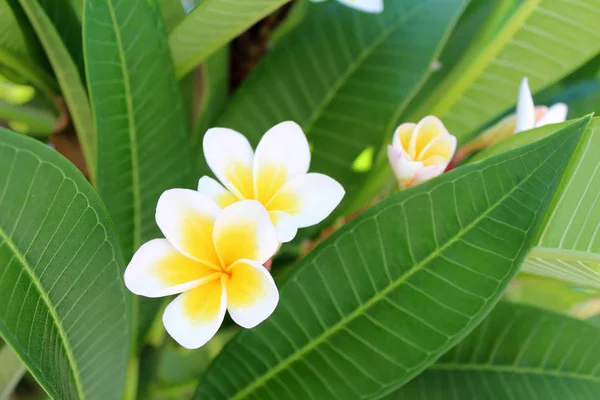 Piękny plumeria kwiaty — Zdjęcie stockowe