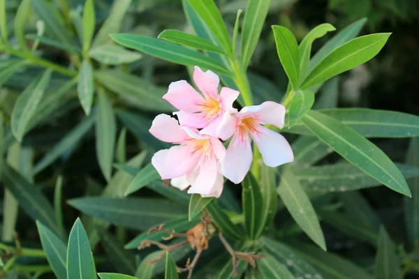 Beautiful oleander flowers — Stock Photo, Image