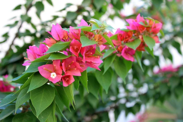 Beautiful bougainvillea flowers — Stock Photo, Image