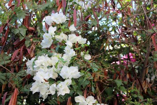 Vackra bougainvillea blommor — Stockfoto