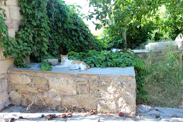 Вулиця Грецька кішка — стокове фото