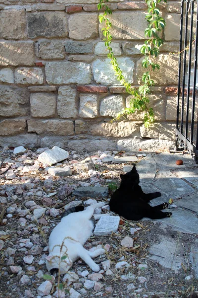 Γάτες του δρόμου Ελληνική — Φωτογραφία Αρχείου