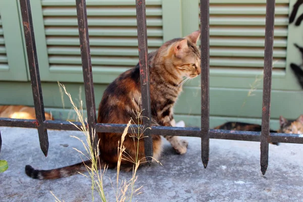 Ελληνική οδός γάτα — Φωτογραφία Αρχείου