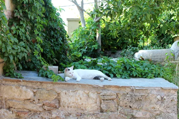 Griego calle gato — Foto de Stock