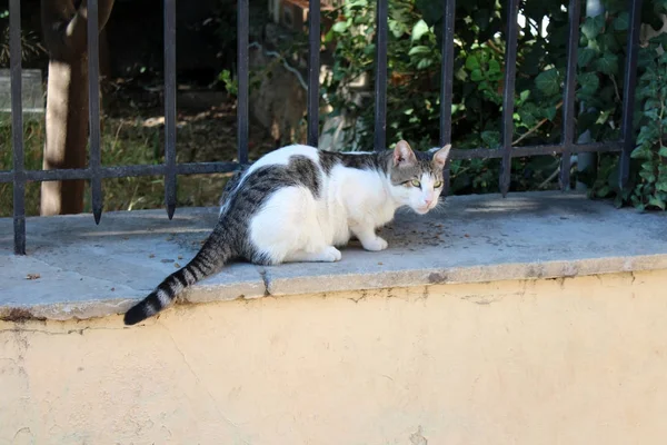 Grecki ulicy kot — Zdjęcie stockowe