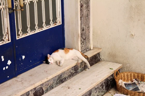 Ελληνική οδός γάτα — Φωτογραφία Αρχείου