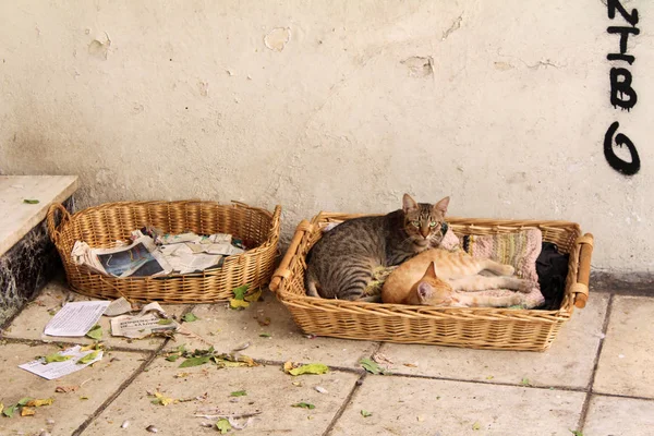 Γάτες του δρόμου Ελληνική — Φωτογραφία Αρχείου