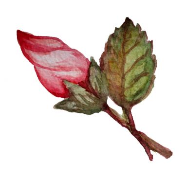 suluboya hibiscus clipart