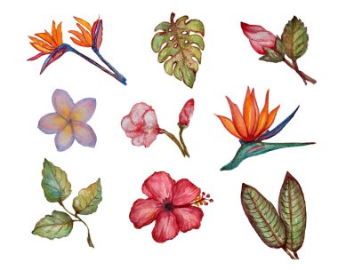 suluboya çiçek ve yaprakları clipart