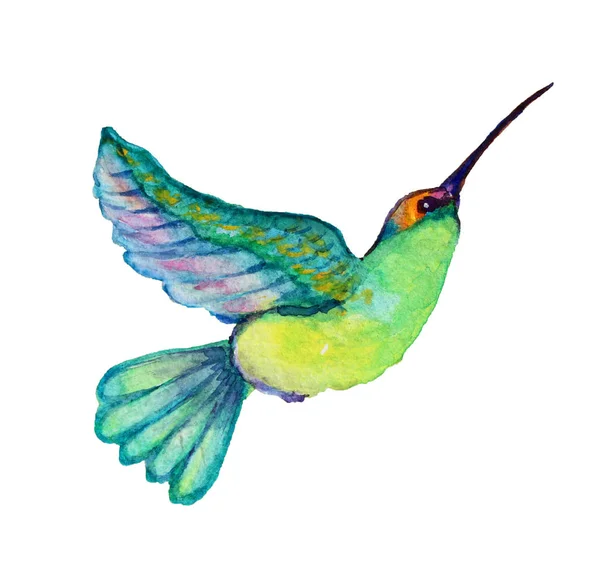 Akwarela colibri ptak clipart — Zdjęcie stockowe