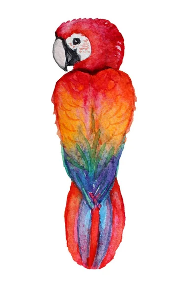 Akvarelu papoušek pták Klipart — Stock fotografie