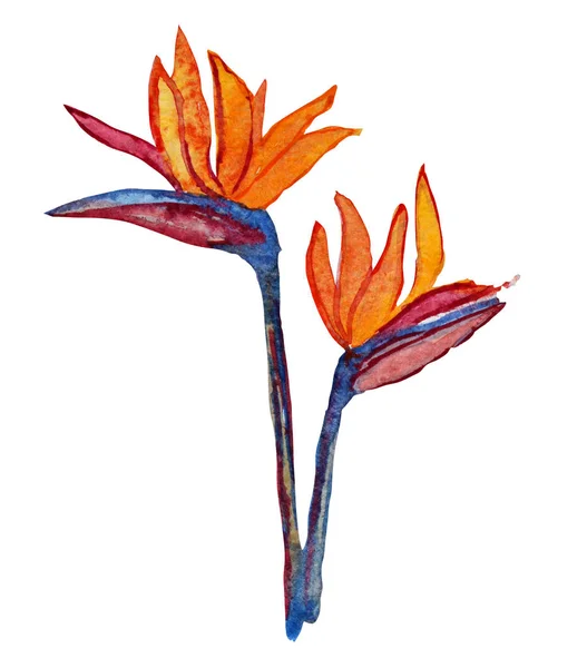Akvarell virágok clipart — Stock Fotó