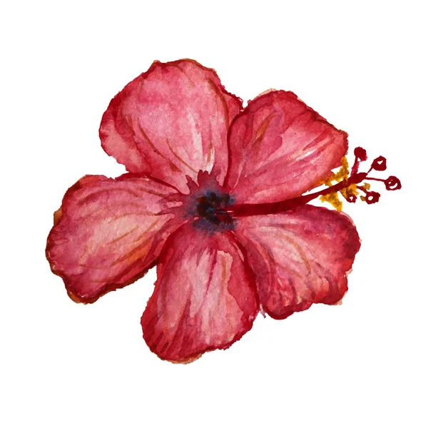Hibiscus akwarela clipart — Zdjęcie stockowe