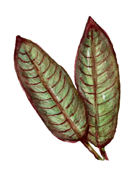 Acuarela hojas clipart — Foto de Stock