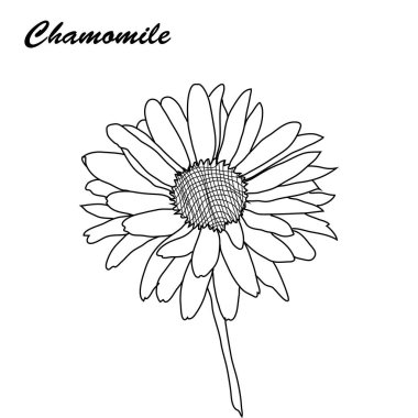 elle çizilmiş çiçek