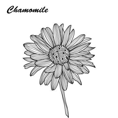 elle çizilmiş çiçek