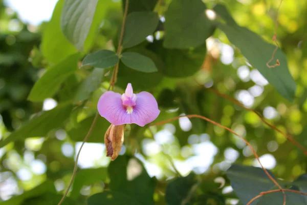 Όμορφη Violet Μπιζέλι Λουλούδια Καλλιέργεια Στον Κήπο Ηλιόλουστη Μέρα Φυσικό — Φωτογραφία Αρχείου