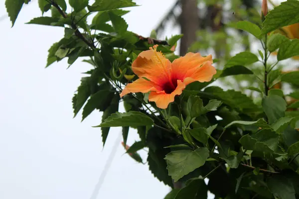 Belles Fleurs Hibiscus Poussant Dans Jardin Par Temps Ensoleillé Fond — Photo