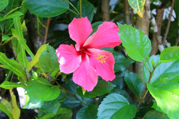 Hermosas Flores Hibisco Creciendo Jardín Día Soleado Fondo Floral Natural —  Fotos de Stock