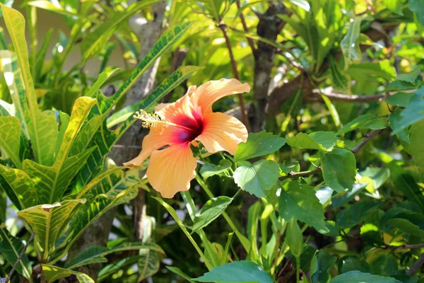 Lindas Flores Hibisco Crescendo Jardim Dia Ensolarado Fundo Floral Natural — Fotografia de Stock