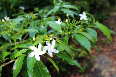 Bahçede güneşli günde güzel Yasemin çiçekleri. Doğal çiçek arka plan. Tropikal, egzotik çiçekler