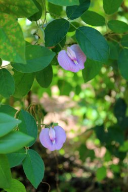 Güzel Menekşe bezelye çiçekleri bahçede güneşli günde. Doğal çiçek arka plan. Tropikal, egzotik çiçekler