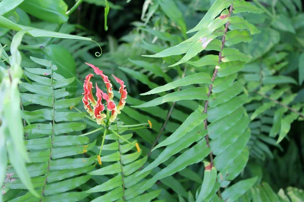 美丽的光荣超级 火焰百合 花生长在花园里 在阳光明媚的日子 自然花卉背景 异国情调的花朵 — 图库照片