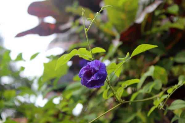 Beautiful Blue Pea Flowers Growing Garden Sunny Day Natural Floral — Stock Photo, Image