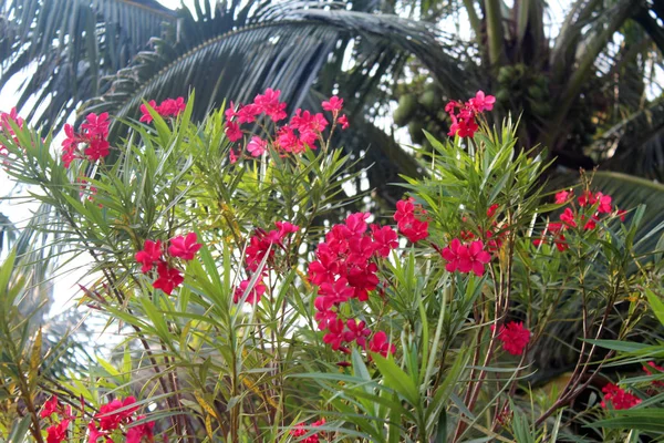 Belles Fleurs Oléandre Poussant Dans Jardin Par Une Journée Ensoleillée — Photo