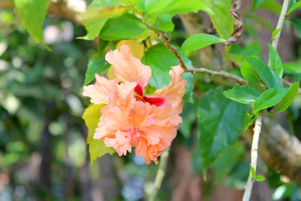 Vacker Hibiscus Blommor Växer Trädgården Soliga Dag Naturliga Blommig Bakgrund — Stockfoto