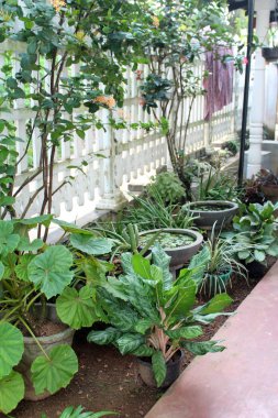 Güzel çiçekler bahçede güneşli günde büyüyen. Doğal çiçek arka plan. Tropikal, egzotik çiçekler