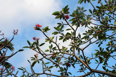 Güzel çiçekler bahçede güneşli günde büyüyen. Doğal çiçek arka plan. Tropikal, egzotik çiçekler