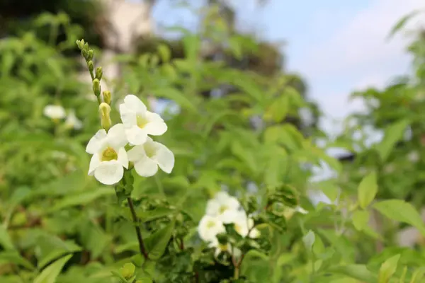 Piękne Kwiaty Rosnące Ogrodzie Słoneczny Dzień Naturalne Podłoże Kwiatowe Tropikalny — Zdjęcie stockowe