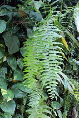 güzel tropik çiçekler