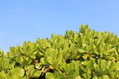 güzel tropik çiçekler