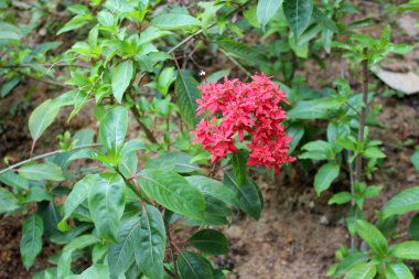 güzel tropik çiçekler