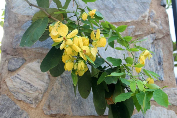 Beautiful tropical flowers — Stock Photo, Image