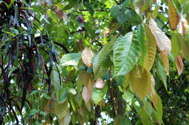 güzel tropik çiçekler