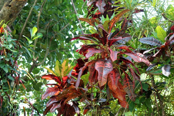 güzel tropik çiçekler
