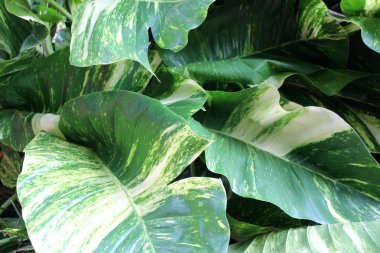 güzel tropik çiçekler